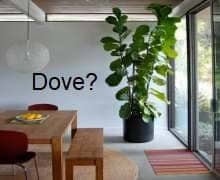 consulenza acquisto piante