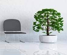 piante antinquinanti